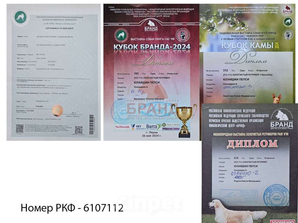 Собаки в Перми: Щенки золотистого ретривера Мальчик, 50 000 руб. - фото 8