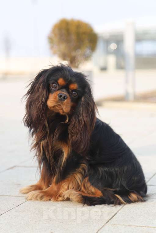 Собаки в Феодосии: Шикарный кобель  ККЧС на вязку Мальчик, 20 000 руб. - фото 2