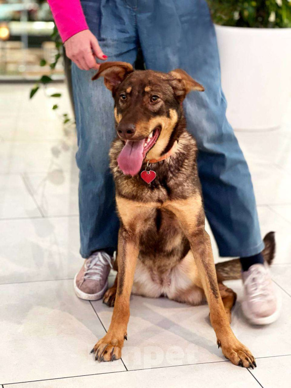 Собаки в Москве: Улыбается Девочка, Бесплатно - фото 3