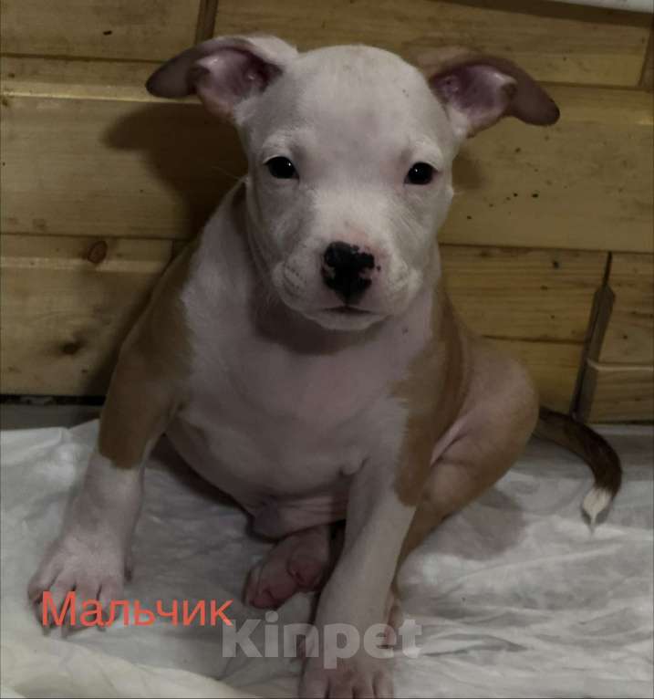 Собаки в Челябинске: Продам АСТ Разнополые, 15 000 руб. - фото 2