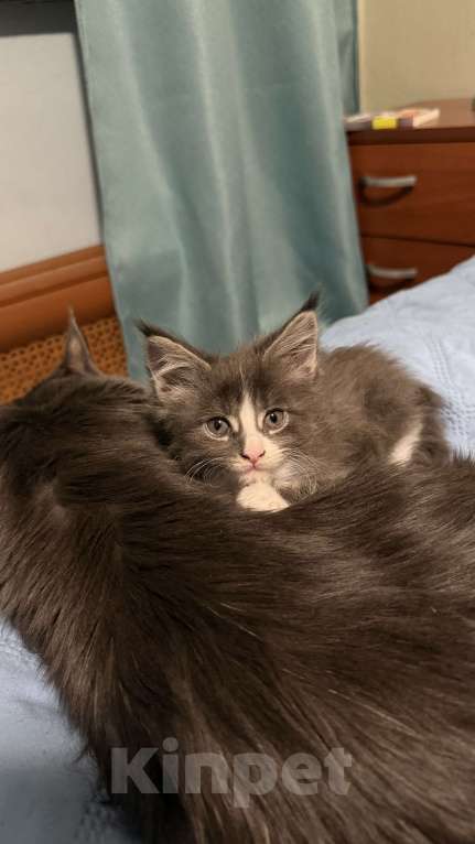 Кошки в Ореховом-Зуево: Котята мейн-кун Мальчик, 13 000 руб. - фото 1