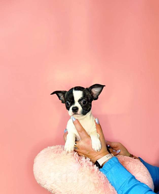 Собаки в Москве: Девочка Кобби тип Девочка, 25 000 руб. - фото 3