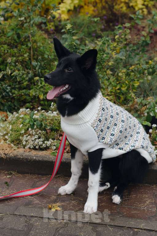 Собаки в Костроме: Бэллочка в поиске дома.  Девочка, Бесплатно - фото 6