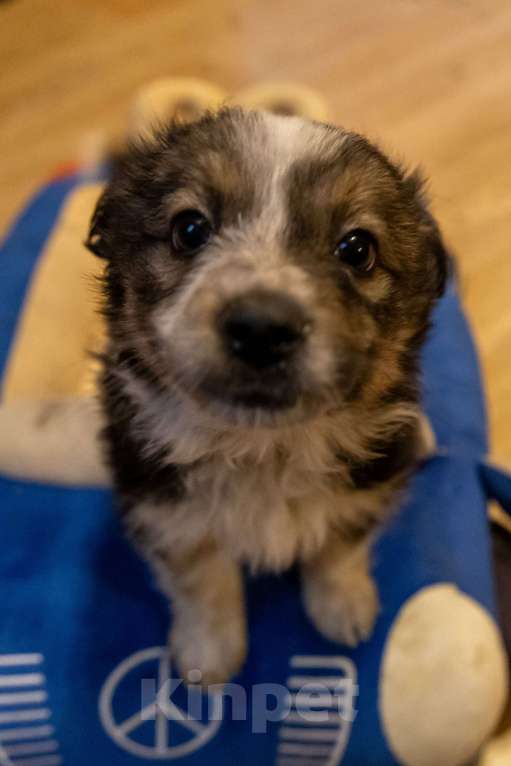 Собаки в Москве: Отдам щенка в добрые руки Девочка, Бесплатно - фото 5