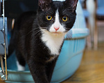 Кошки в Москве: Котёнок в добрые руки  Мальчик, Бесплатно - фото 5