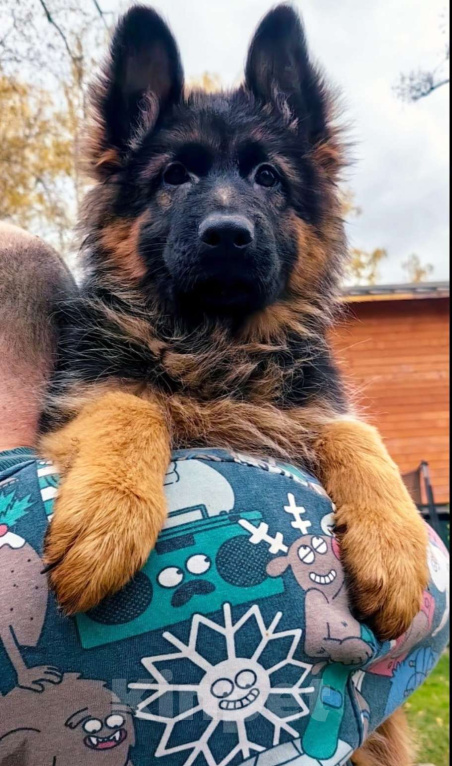 Собаки в Москве: Элитные щенки немецкой овчарки длиношерстные Девочка, 50 000 руб. - фото 3