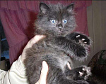 Кошки в Малмыже: Котята от персидской кошки, 500 руб. - фото 3
