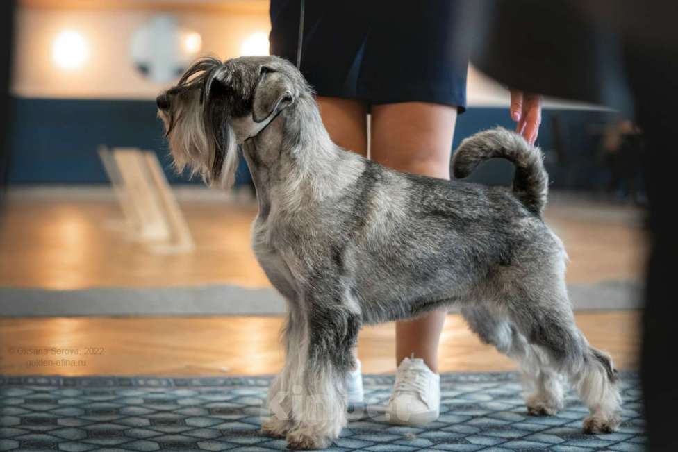 Собаки в Москве: Щенок миттельшнауцера ( шнауцера ) Мальчик, 50 000 руб. - фото 1