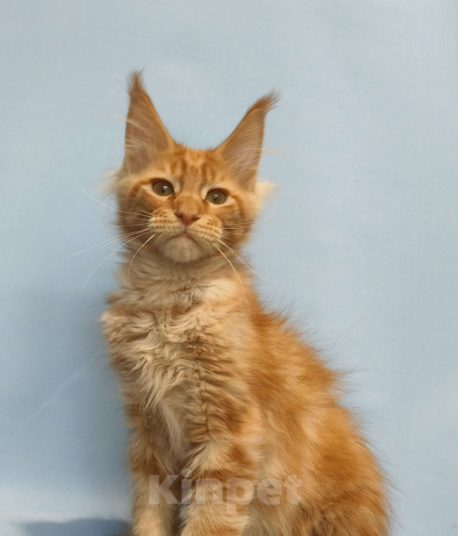 Кошки в Москве: Котёнок Мейн-Кун Мальчик Мальчик, 65 000 руб. - фото 5