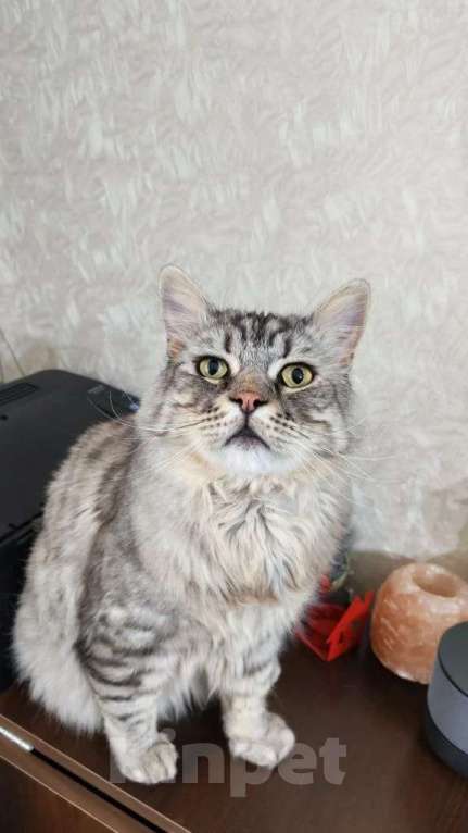 Кошки в Москве: Кот Корсик в добрые руки Мальчик, Бесплатно - фото 1