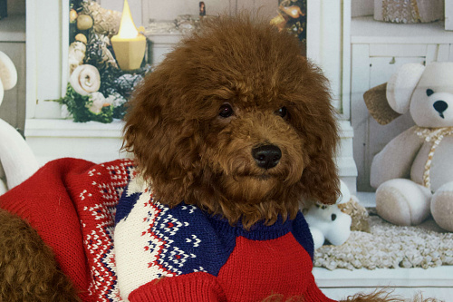 Анабель девочка той-пудель Тедди 