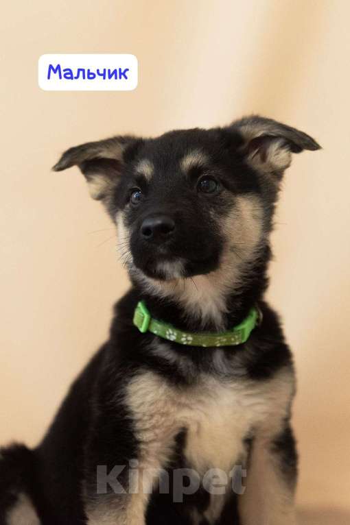Собаки в Москве: Щенки всех окрасов в добрые руки Мальчик, 1 руб. - фото 3