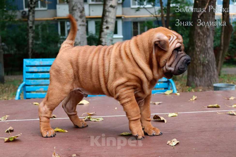 Собаки в Москве: Щенок шар-пея мальчик по кличке Знак Зодиака Мальчик, 50 000 руб. - фото 3