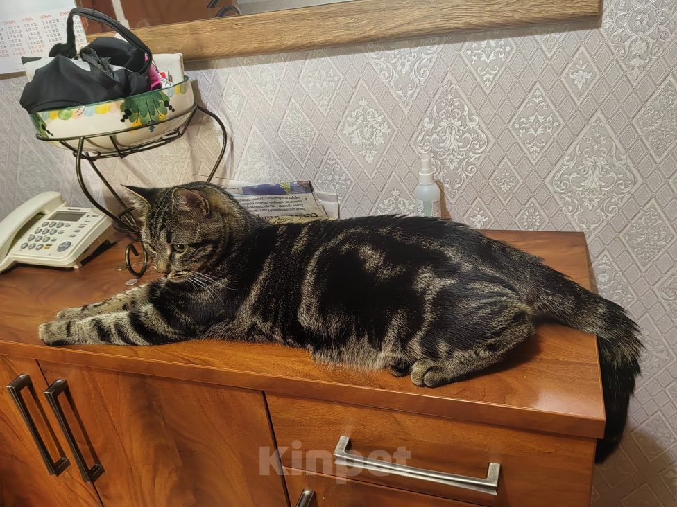 Кошки в Москве: Потерялся кот  Марсель 08.07. 2026г.г. Москва,Лобненская ул.СВАО Мальчик, 10 000 руб. - фото 1