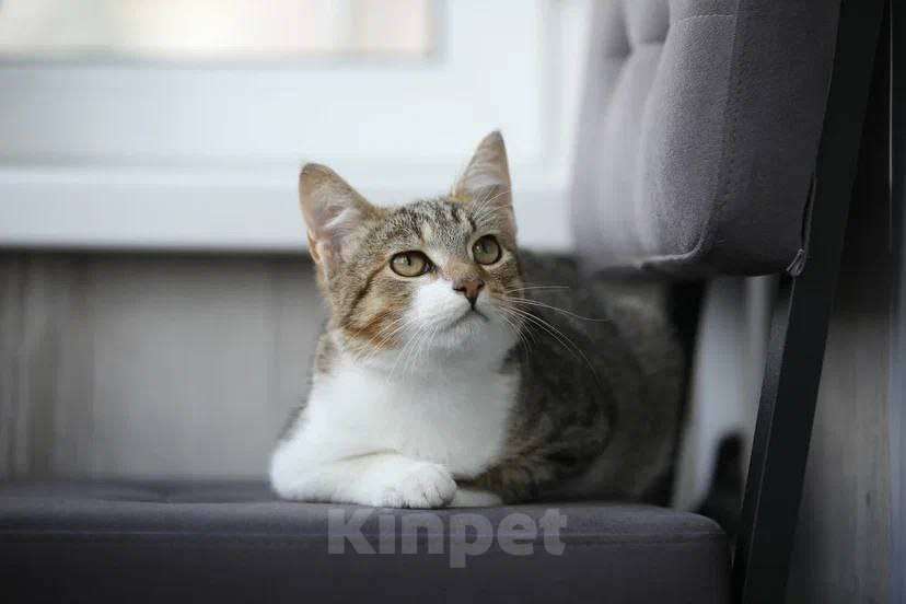 Кошки в Москве: котенок Максик ещет дом Мальчик, Бесплатно - фото 2