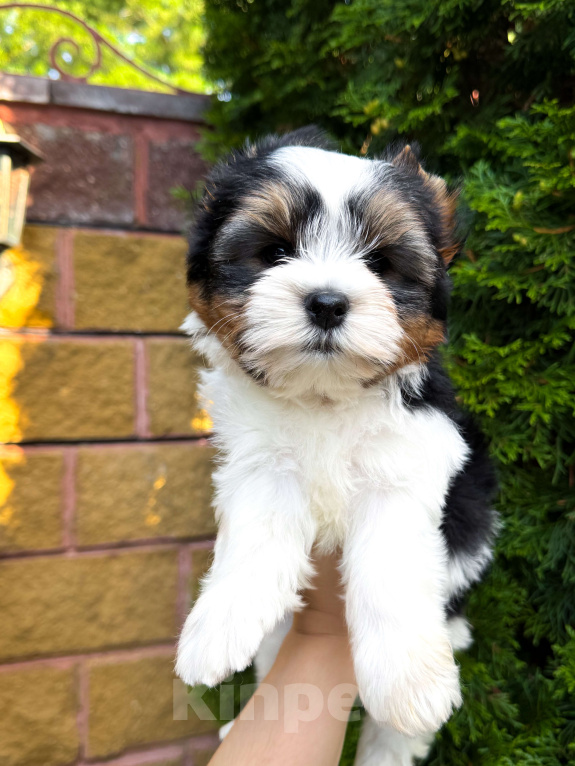 Собаки в Москве: Бивер красавец мальчик  Мальчик, Бесплатно - фото 3