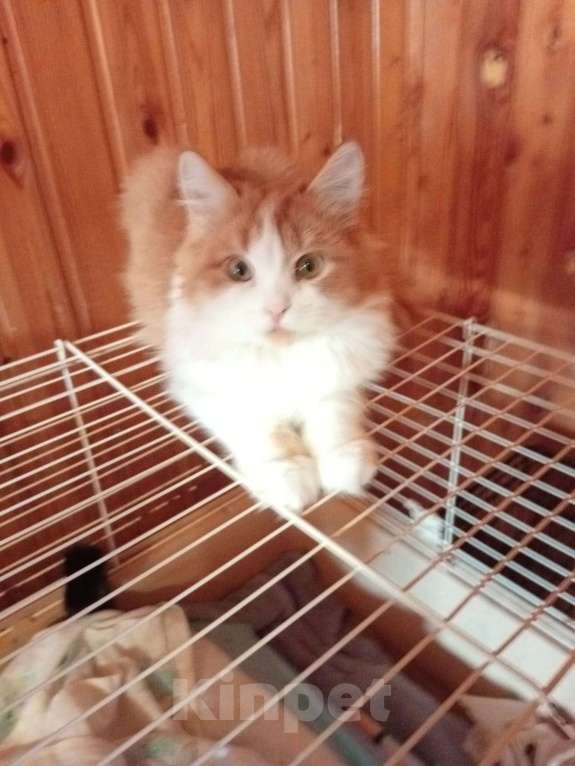 Кошки в Воронеже: Котик-компаньон Мальчик, 100 руб. - фото 4