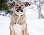 Собаки в Москве: Пёс-радость и позитив, компаньон для семьи и детей Мальчик, Бесплатно - фото 10
