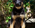 Собаки в Москве: Хотите собаку, которая понимает вас с полуслова? Разнополые, 50 000 руб. - фото 5