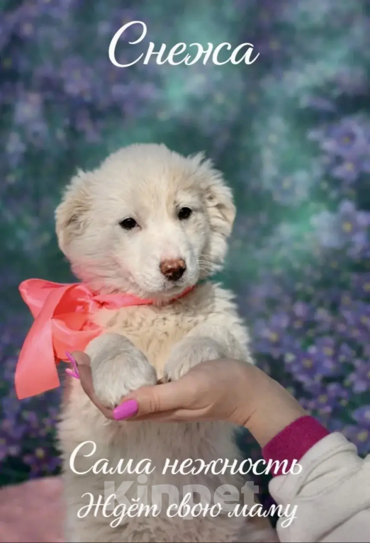 Собаки в других городах Краснодарского края: я жду тебя Девочка, 10 руб. - фото 1