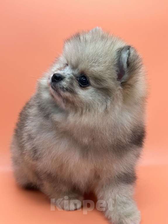 Собаки в Санкт-Петербурге: Шпиц девочка Девочка, 30 000 руб. - фото 5