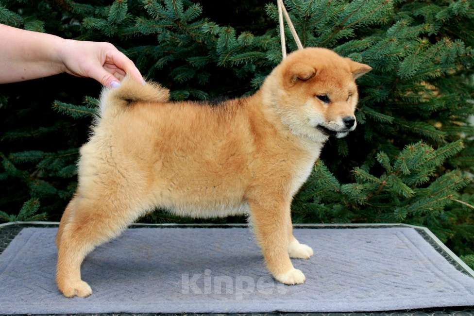 Собаки в Сергиеве Посаде: Девочка Сиба Ину Девочка, 60 000 руб. - фото 10