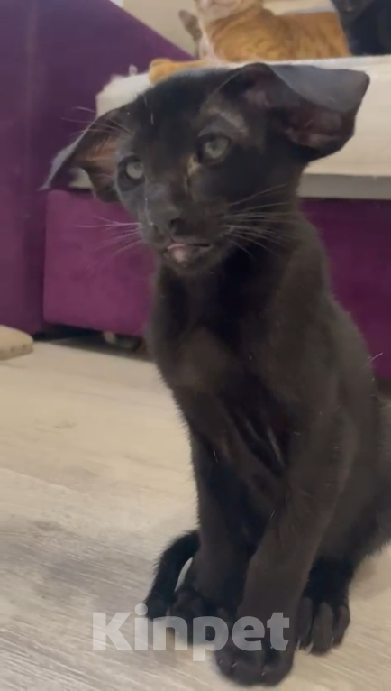 Кошки в Челябинске: Ориентальный мальчик  Мальчик, 190 000 руб. - фото 6