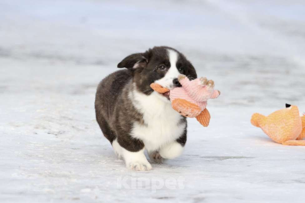 Собаки в Москве: Вельш корги кардиган-девочка Девочка, Бесплатно - фото 4