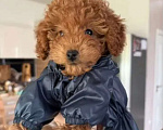 Собаки в Москве: Той пудель Мальчик, 50 000 руб. - фото 1