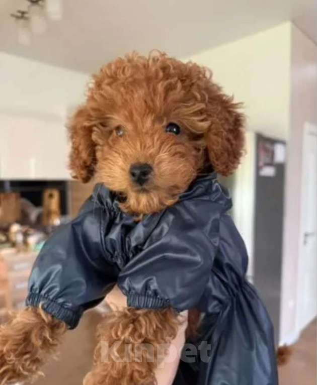 Собаки в Москве: Той пудель Мальчик, 50 000 руб. - фото 1