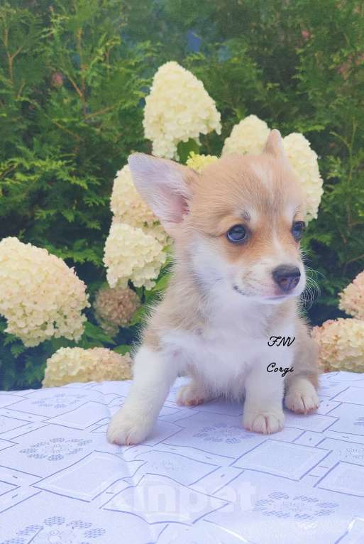 Собаки в Москве: Красавица малышка коржик Девочка, 65 000 руб. - фото 4