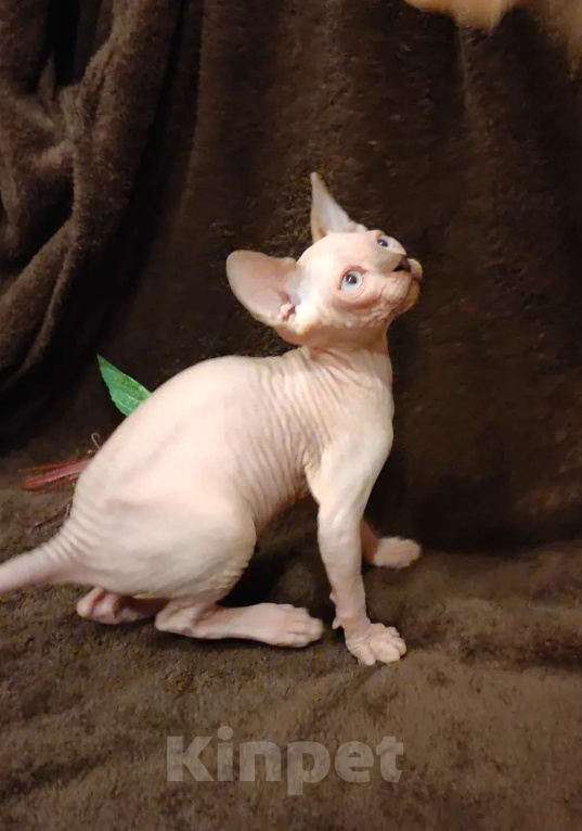 Кошки в Москве: Котёнок канадский сфинкс Мальчик, 35 000 руб. - фото 1