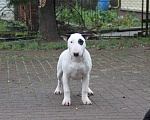 Собаки в Москве: Высокопородные щенки бультерьера Девочка, 100 000 руб. - фото 1