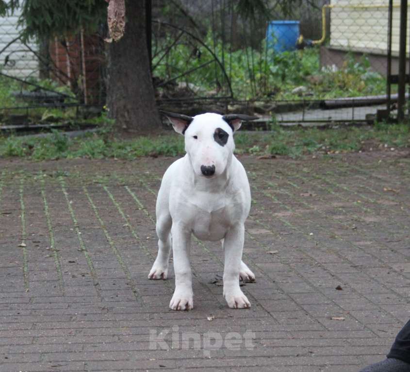 Собаки в Москве: Высокопородные щенки бультерьера Девочка, 100 000 руб. - фото 1