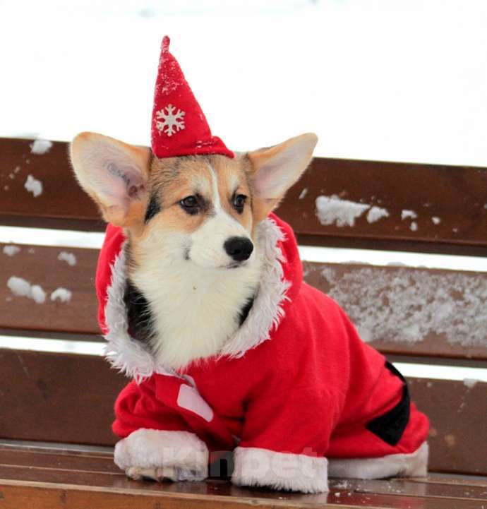 Собаки в Санкт-Петербурге: Корги Мальчик, 90 000 руб. - фото 6