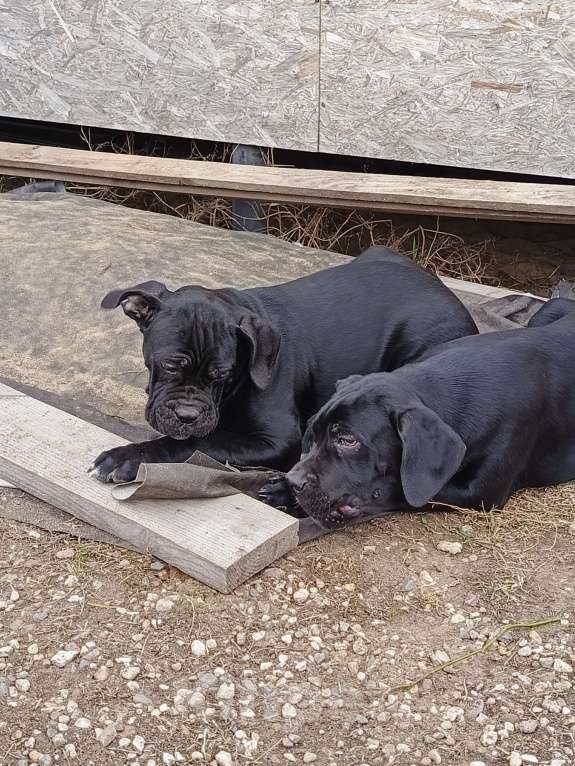 Собаки в других городах Московской области: Мальчик Итальянский Кане Корсо Мальчик, 20 000 руб. - фото 5