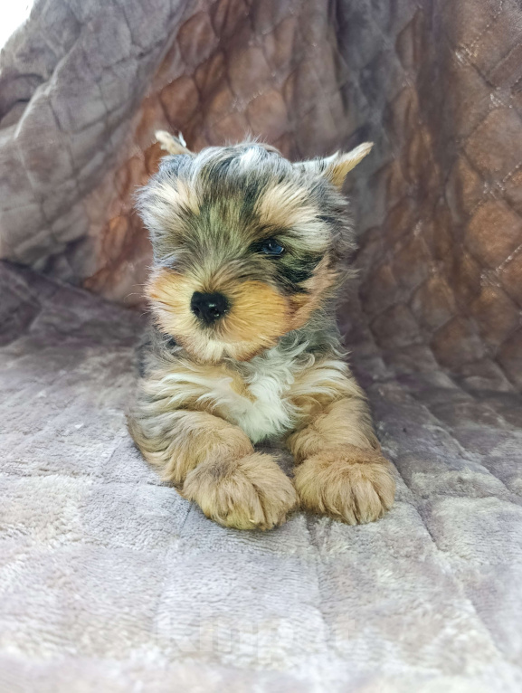 Собаки в Санкт-Петербурге: Эксклюзивный мальчик, голубой мраморный Йоркширский терьер  Мальчик, 40 000 руб. - фото 1