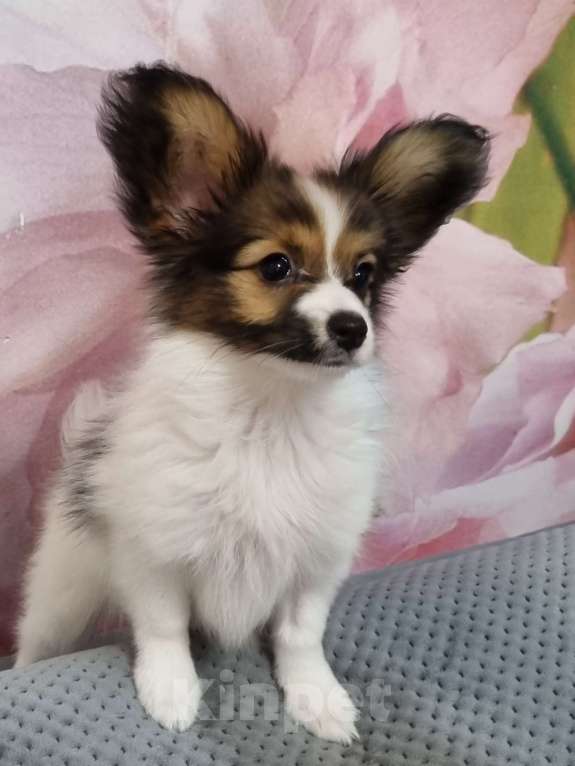 Собаки в Чите: Щенок папийона Девочка, 60 000 руб. - фото 2