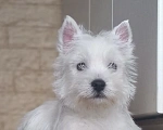 Собаки в Москве: Вест хайленд уайт терьер Мальчик, 50 000 руб. - фото 1