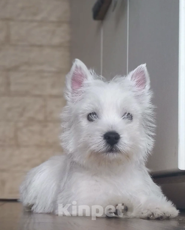 Собаки в Москве: Вест хайленд уайт терьер Мальчик, 50 000 руб. - фото 1