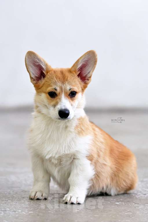 Собаки в Новосибирске: Щенки вельш-корги пемброк  Девочка, 70 000 руб. - фото 3