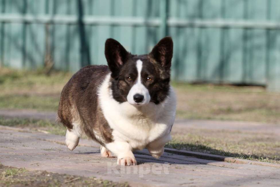 Собаки в Одинцово: Вельш корги кардиган -бесплатно Девочка, Бесплатно - фото 3