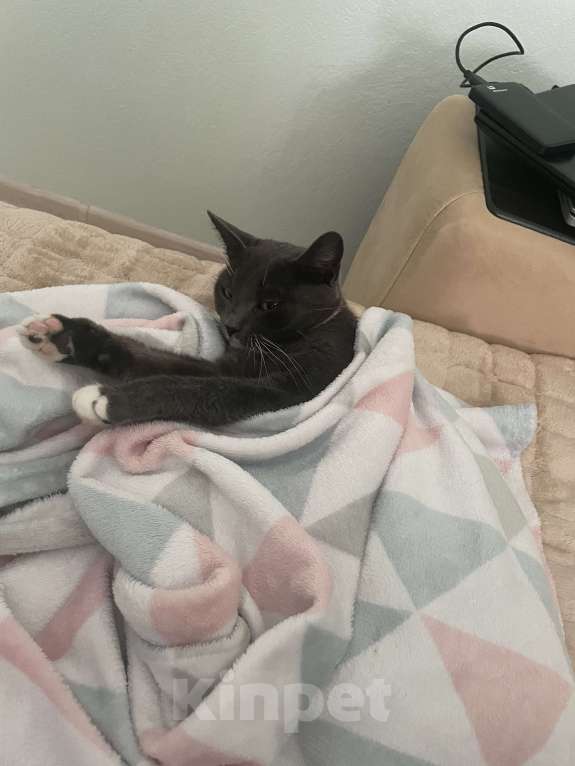 Кошки в других городах Ленинградской области: Кошечка Мао Девочка, Бесплатно - фото 3