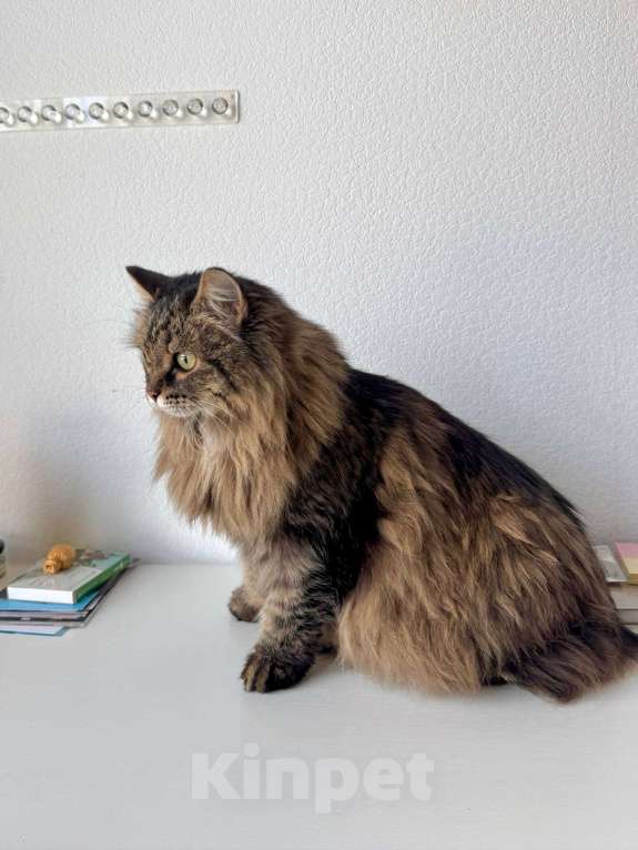 Кошки в Москве: Сибирская кошка Аська в добрые руки Девочка, Бесплатно - фото 4