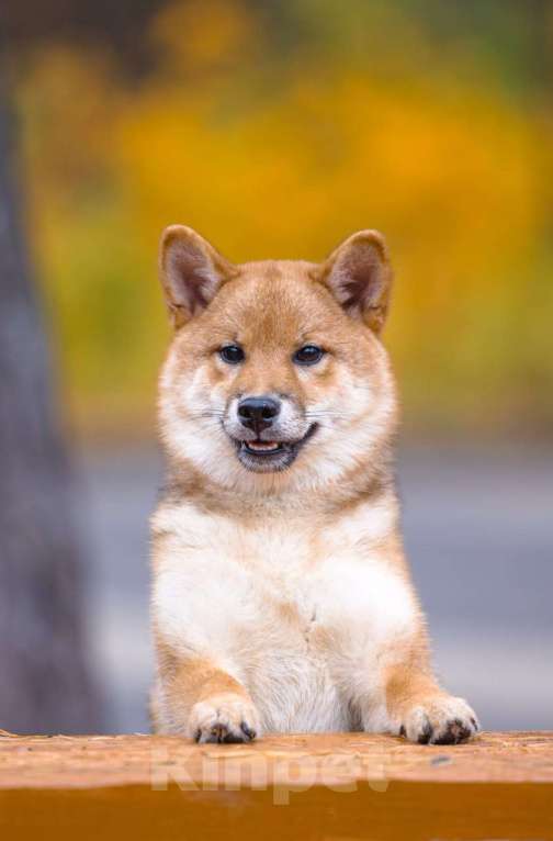 Собаки в Москве: Рыжая сибочка девочка Девочка, 50 000 руб. - фото 3