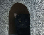Кошки в Москве: Черный котик ищет дом Мальчик, Бесплатно - фото 3