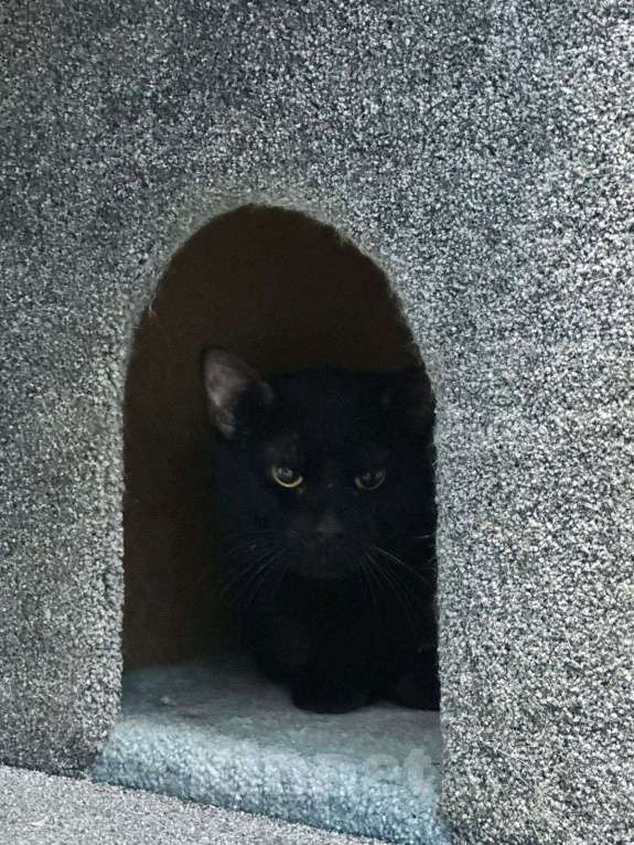 Кошки в Москве: Черный котик ищет дом Мальчик, Бесплатно - фото 3