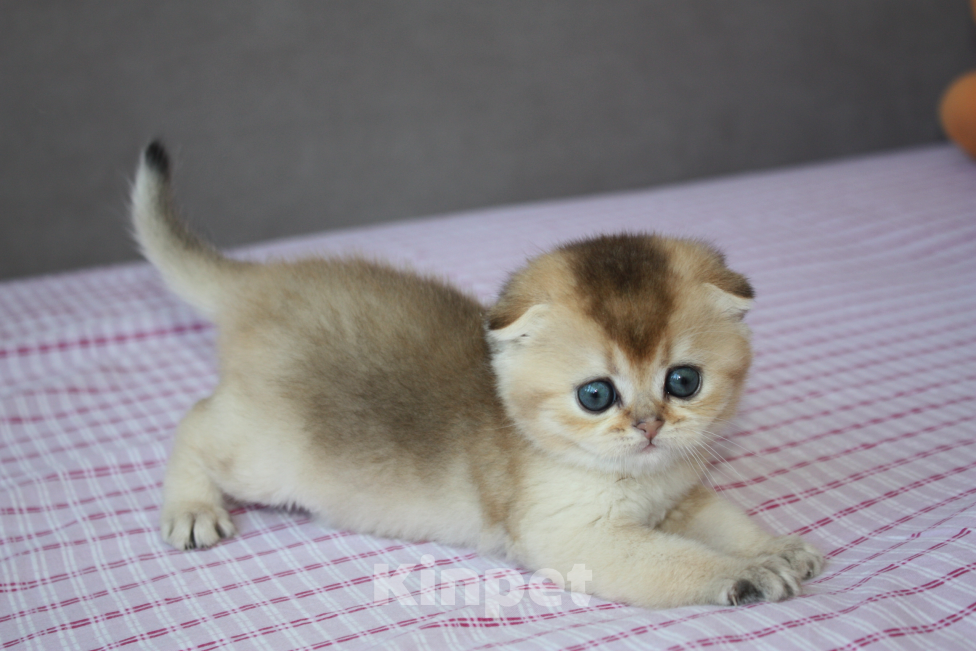 Кошки в Нижнем Новгороде: Котик Мальчик, 35 000 руб. - фото 1