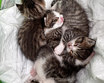 Кошки в Ростове-на-Дону: Котята в добрые руки Разнополые, Бесплатно - фото 1