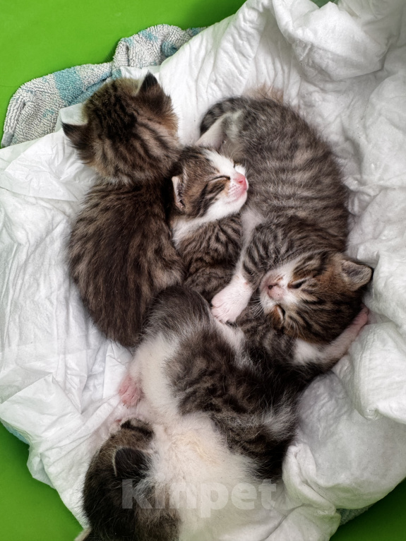 Кошки в Ростове-на-Дону: Котята в добрые руки Разнополые, Бесплатно - фото 1